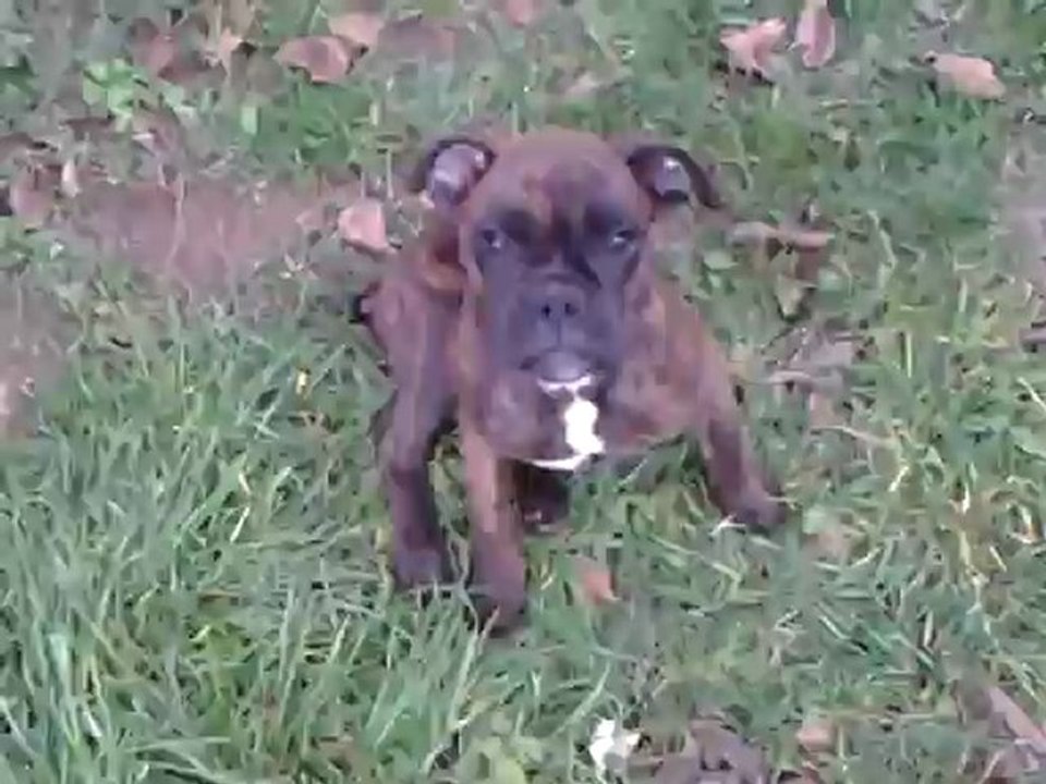 27 12 2012 HADESSE et TYSON