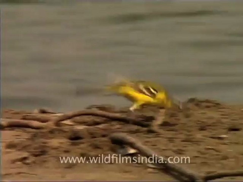 gharial and stork.mov