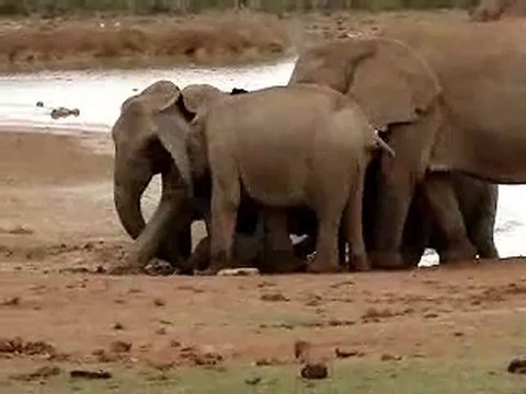 Sauvetage d'un éléphanteau