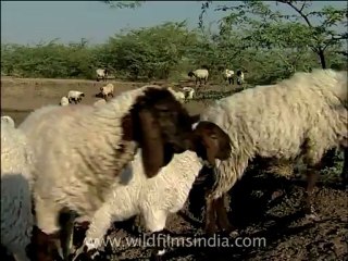 gujarat-gir-DVC-6-10.mov