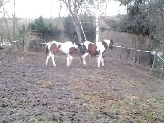 video-2012-12-27-11-55-28