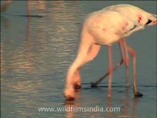 gujarat-gir-DVC-6-7.mov