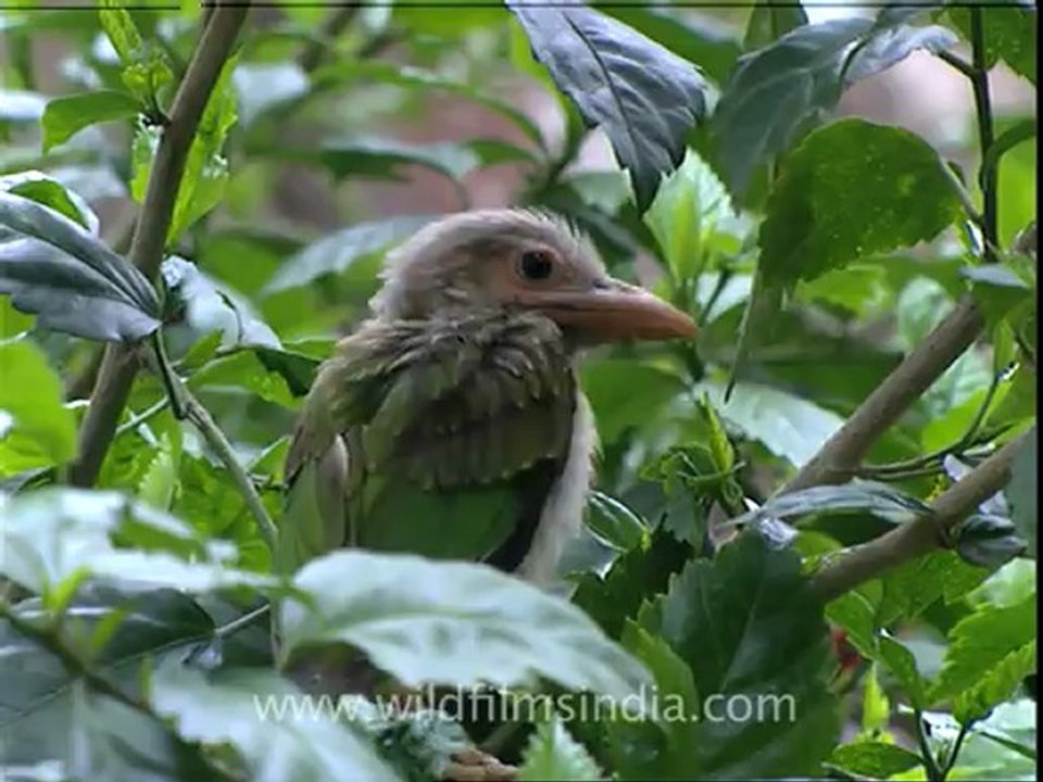 himalayan barbet chick.mov