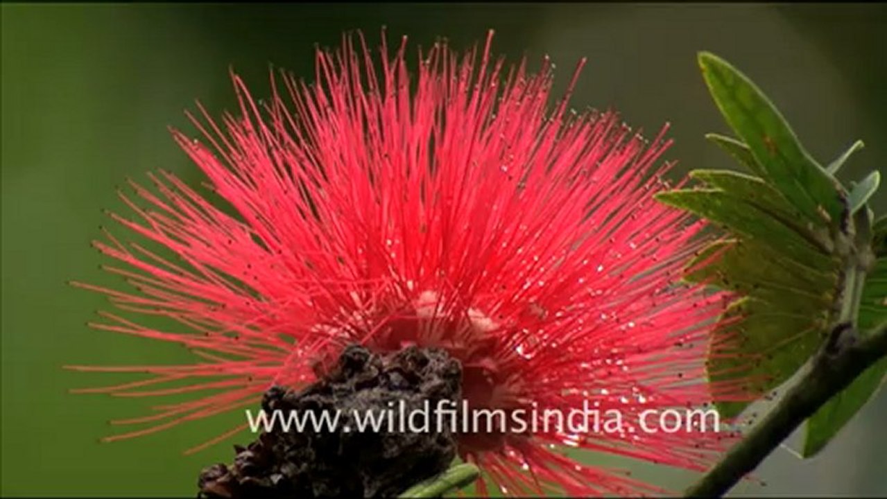 hoolock gibbon-hdv-fx-1-tape-17-3.mov