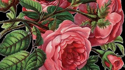 Dla kogo kwitną róże - Ireneusz Lament