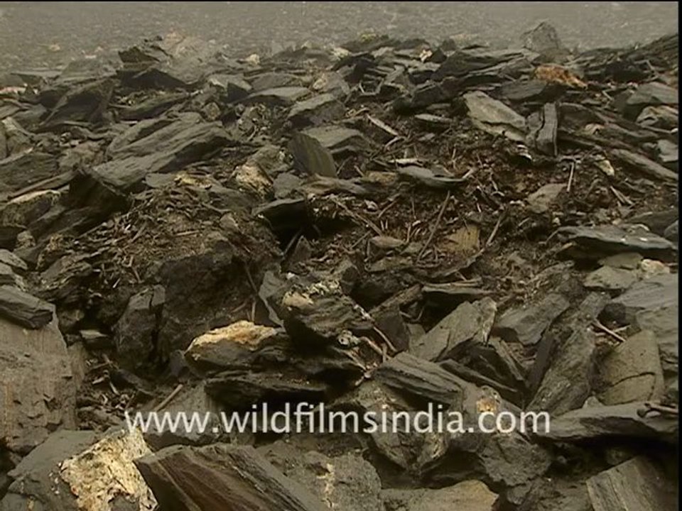 nanda devi-DB-114-1-6.mov