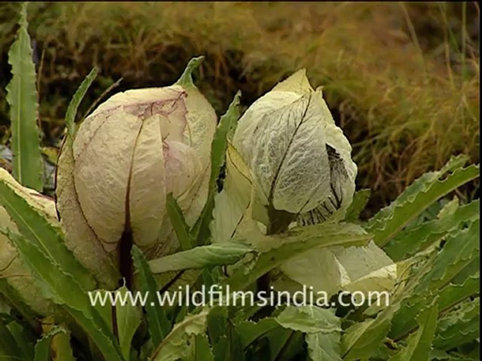 nanda devi-DB-114-1_4.mov