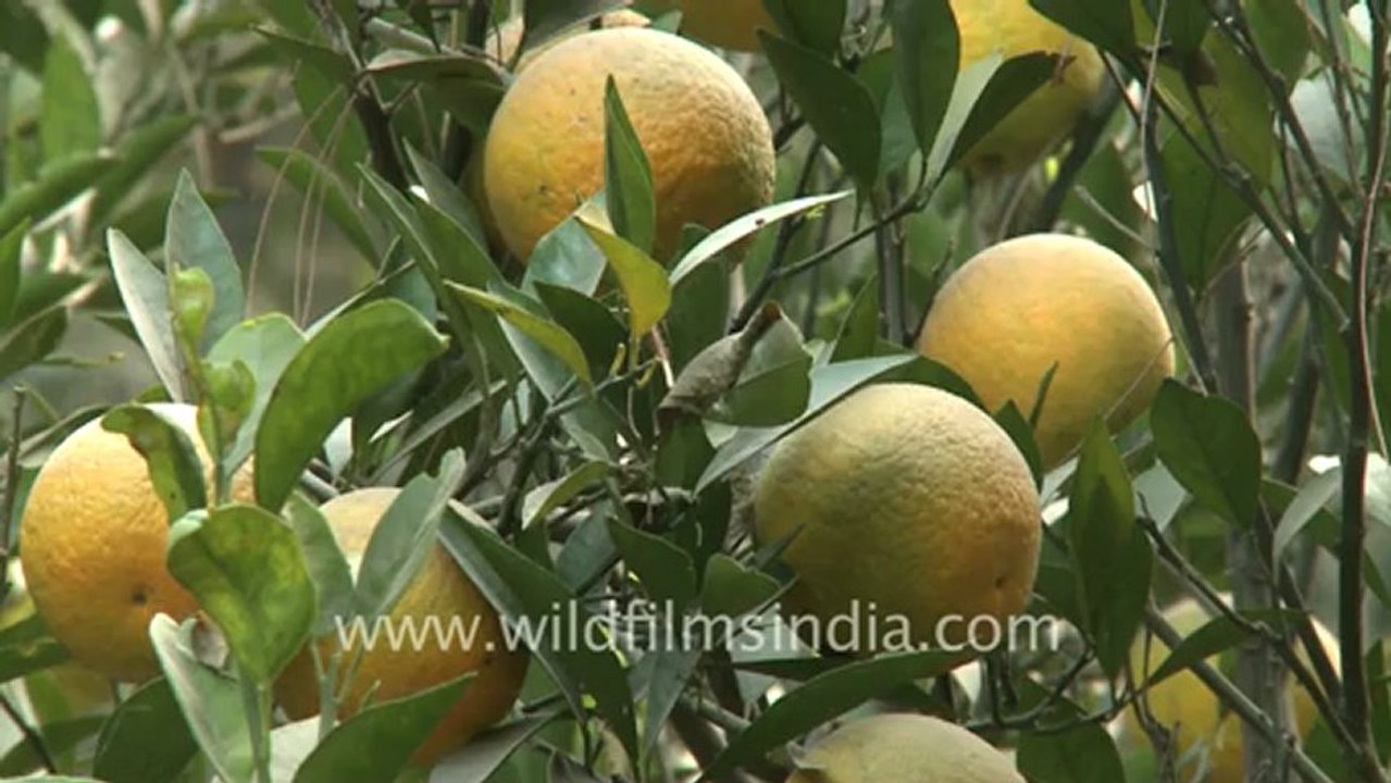 ranikhet-2.mov