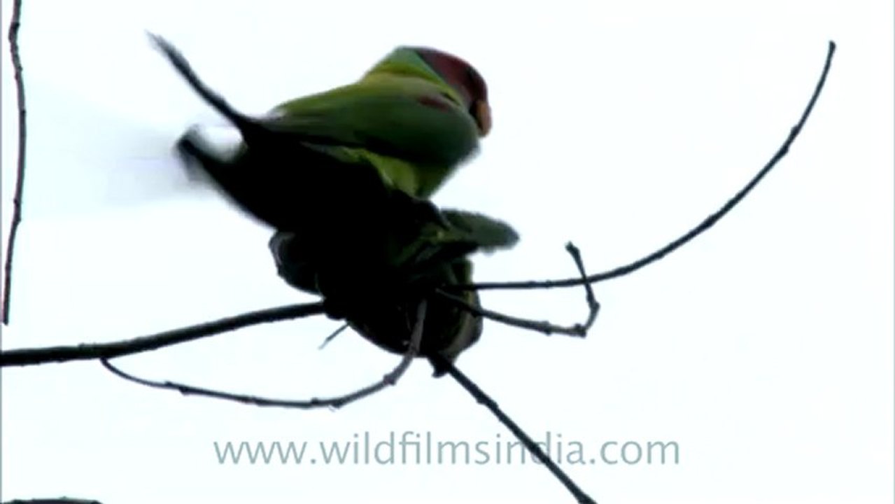sariska-HDC-105-3.mov