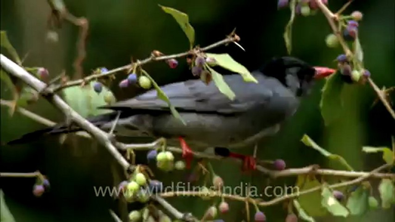 sariska-HDC-105-7.mov