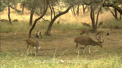 sariska-hdc-62-7.mov