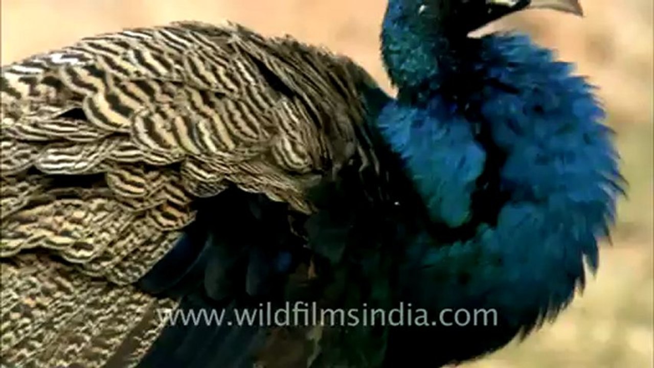 sariska-hdc-88-4.mov