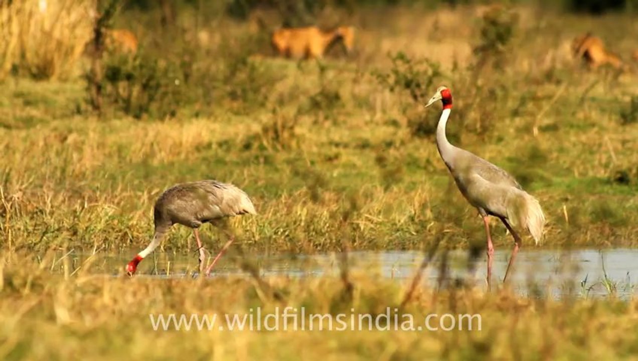 sarus cranes.mov