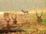 spotted deers-2.mov