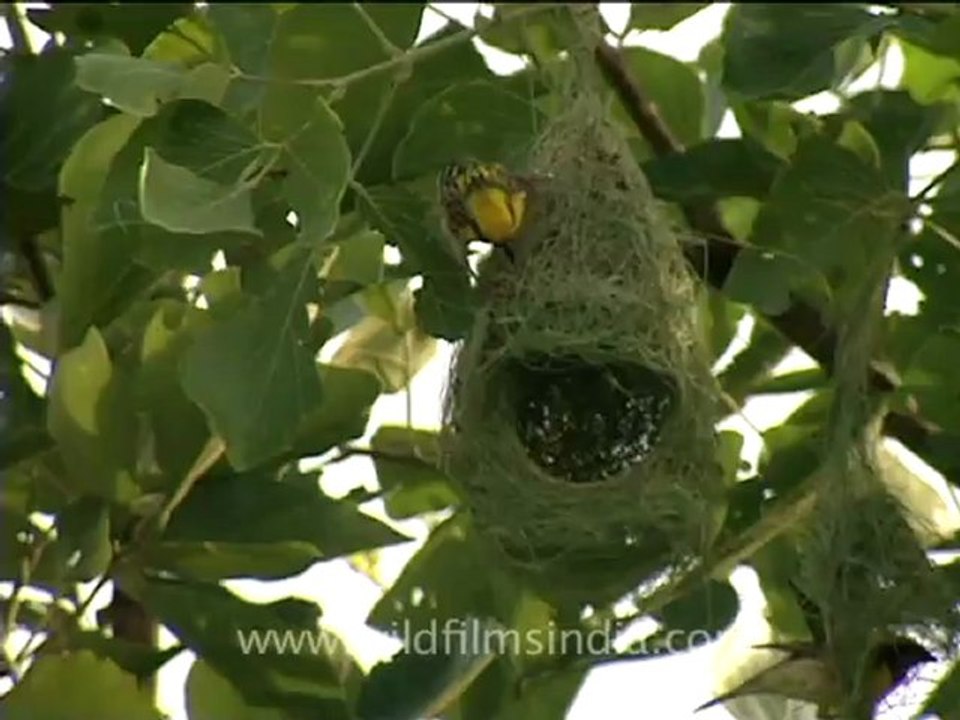 tailor birds.mov