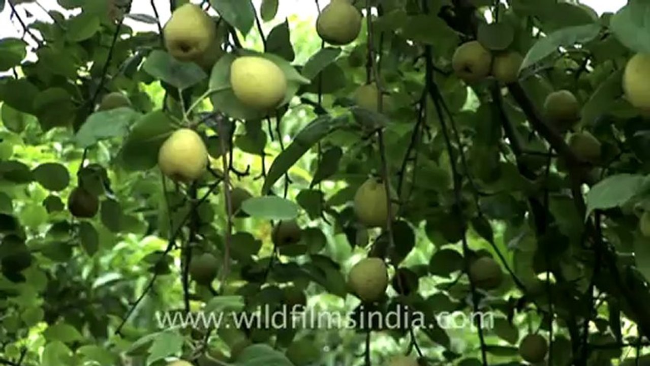 tape-163-pear fruit-1.mov