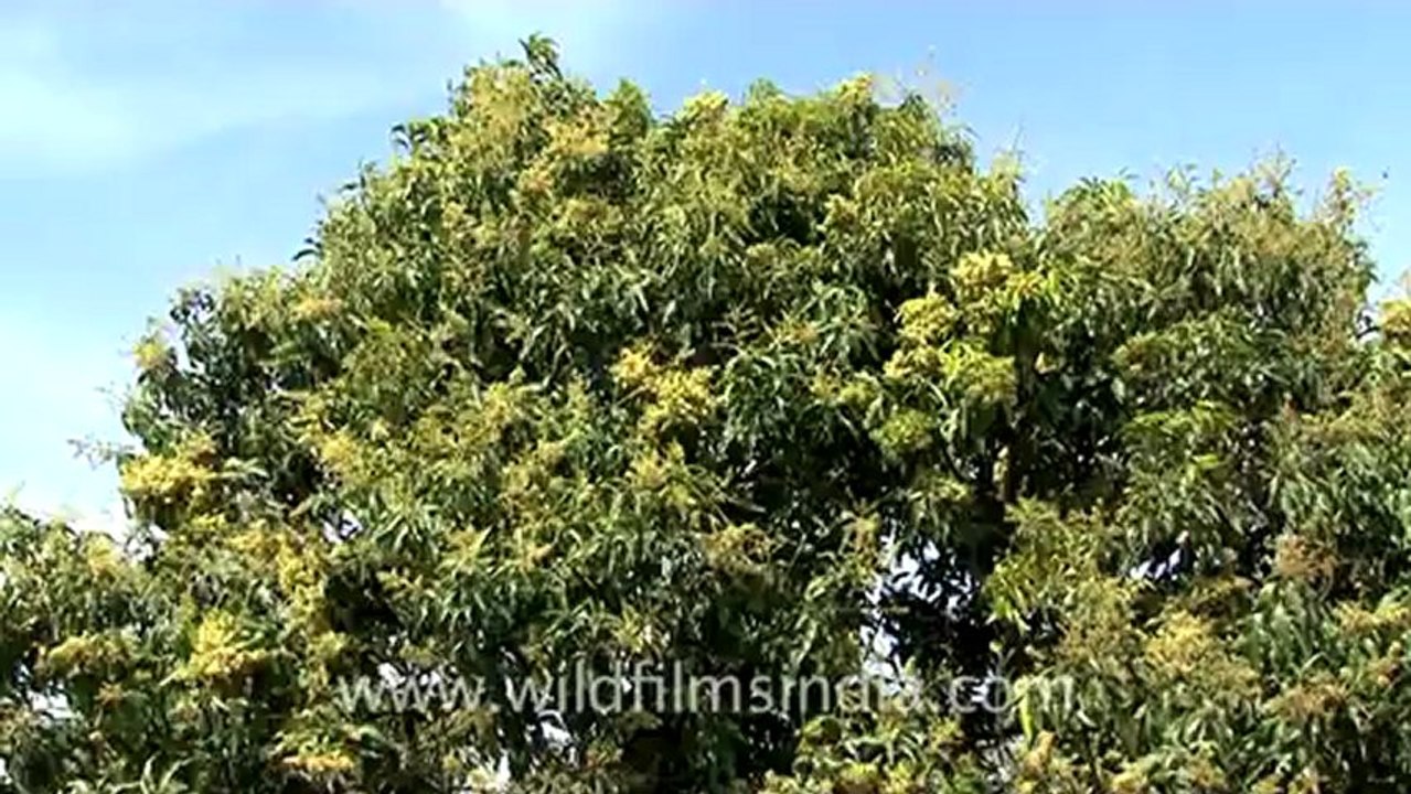 tape-198-mango-1.mov