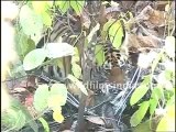 tiger attack-MPEG-4 800Kbps.mp4