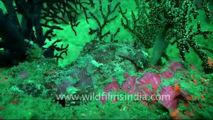 under water-18.mov