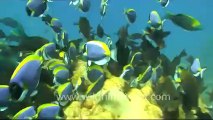 under water-blue surgeon fish-1.mov