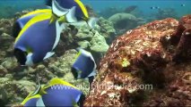 under water-blue surgeon fish-2.mov