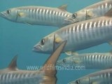 under water-chevron barracuda-1.mov