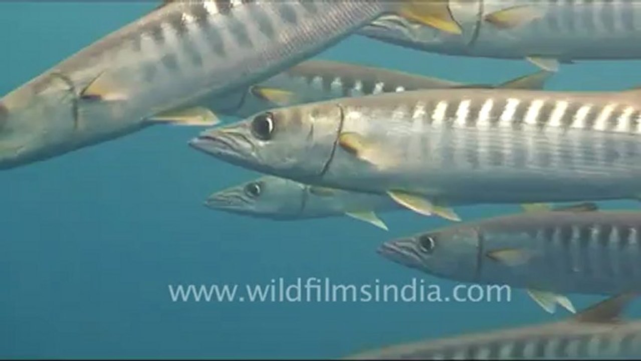 under water-chevron barracuda-2.mov