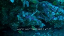 under water-ghost pipefish 1.mov