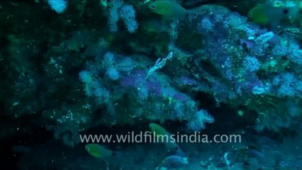 under water-ghost pipefish 1.mov