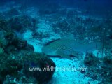 under water-leopard shark 1.mov
