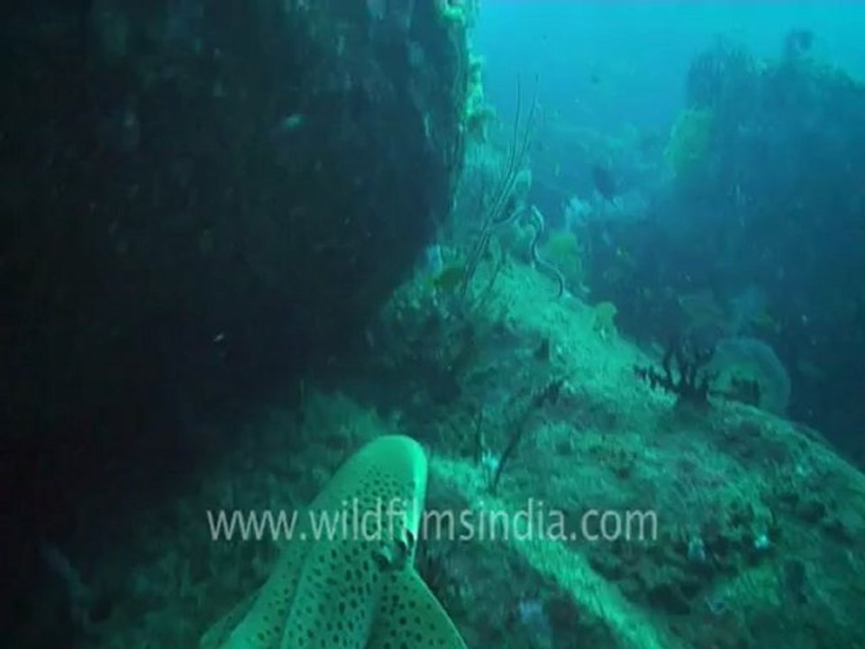 under water-leopard shark 5.mov