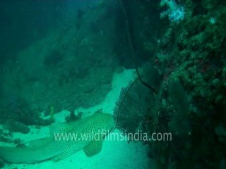 under water-leopard shark 4.mov