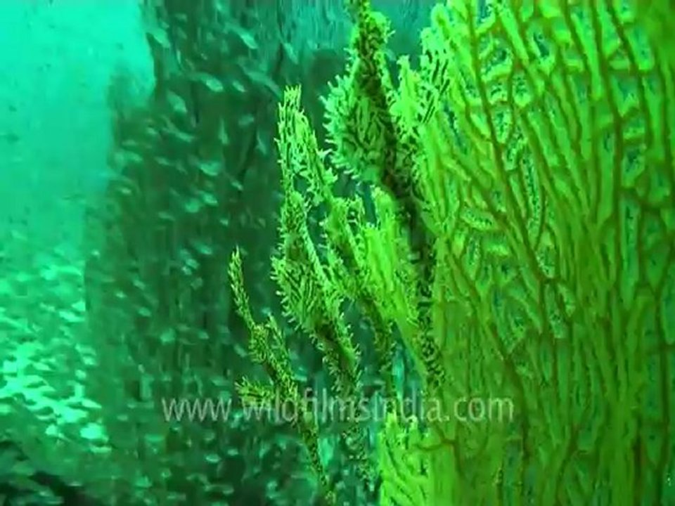 under water-pipe fish 3.mov
