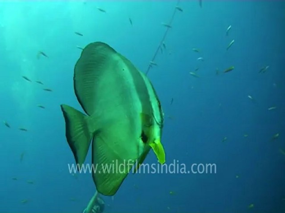 under water-scuba divers 2.mov