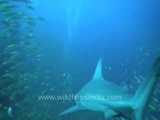under water-sharks 1.mov