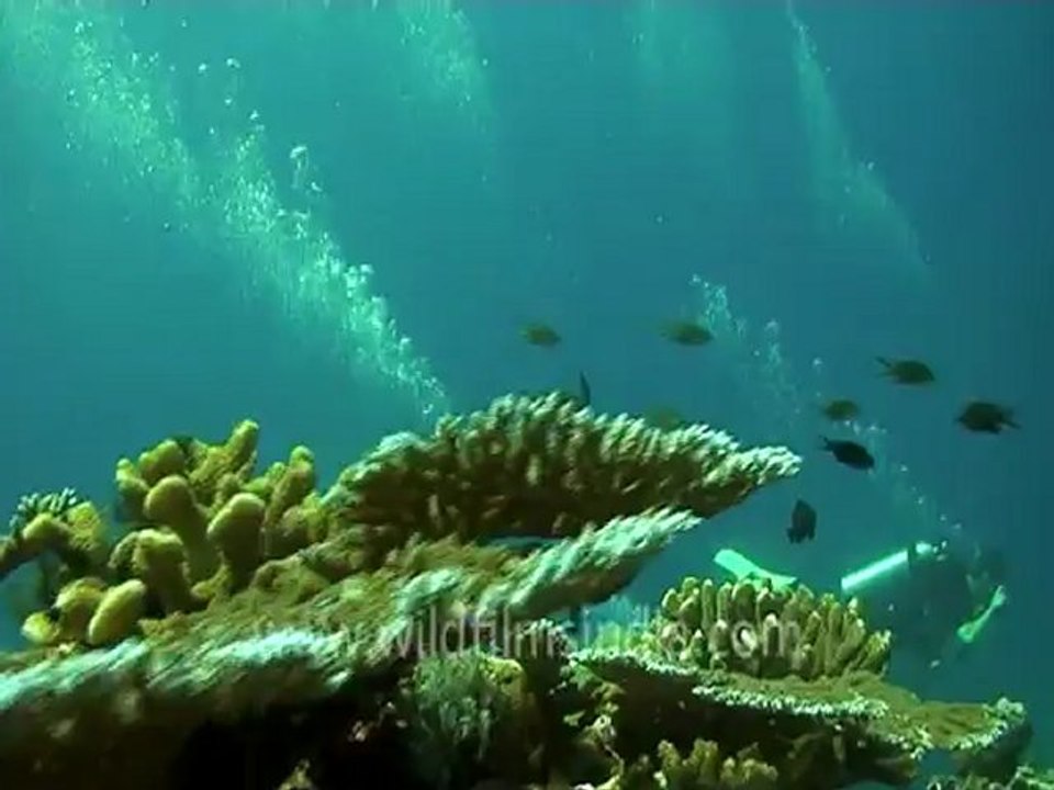 under water-scuba divers 4.mov