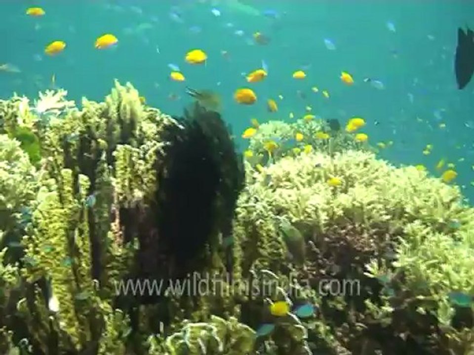 under water-scuba divers 5.mov
