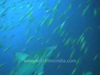 under water-sharks 2.mov