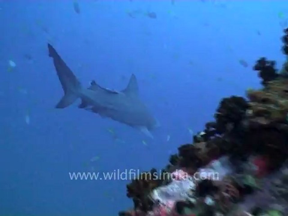 under water-sharks 3.mov