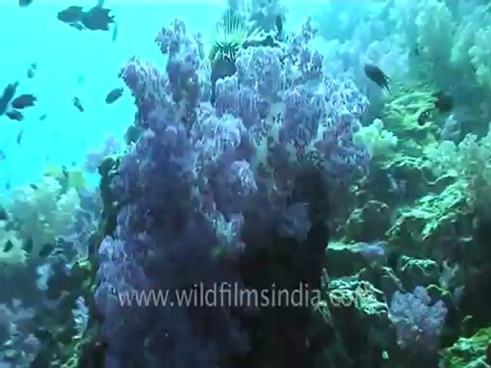 under water-swim over corals 1 .mov