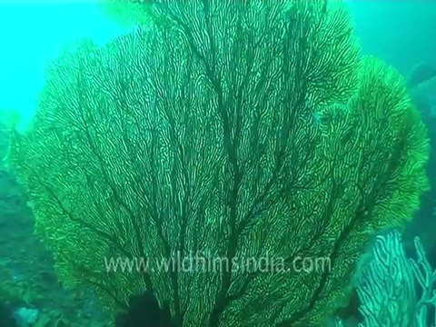 under water-swim over corals 2 .mov
