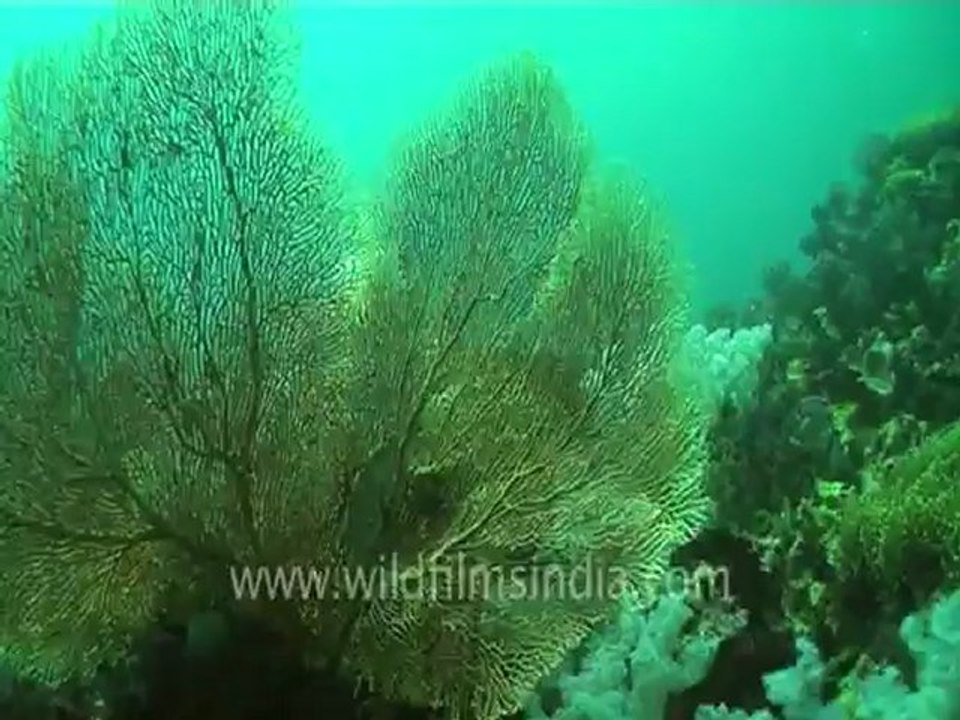 under water-swim over corals 6 .mov