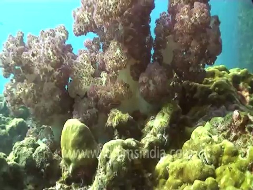under water-swim over corals 3 .mov