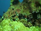 under water-swim over corals 4 .mov