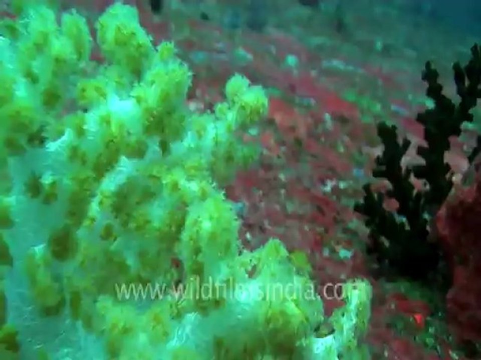 under water-swim over corals 7 .mov
