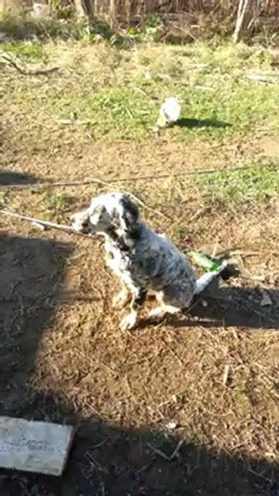 Best - 4,5 Aylık - Temel itaat eğitimi