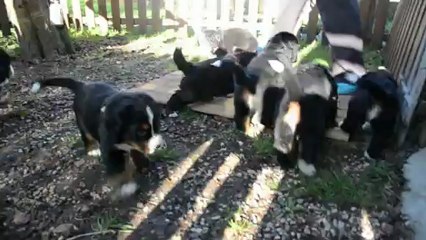 Les Bébés de Dune et de Che ont 5 semaines