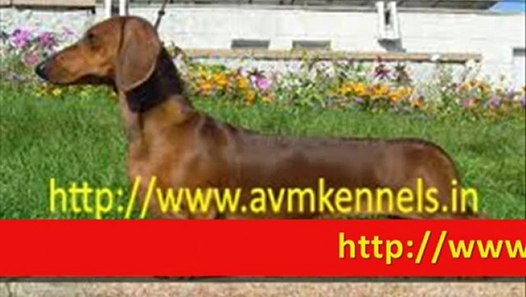 Puppies for Sale in Chennai,Pet Dogs for Sale in Porur,Chennai,Puppies