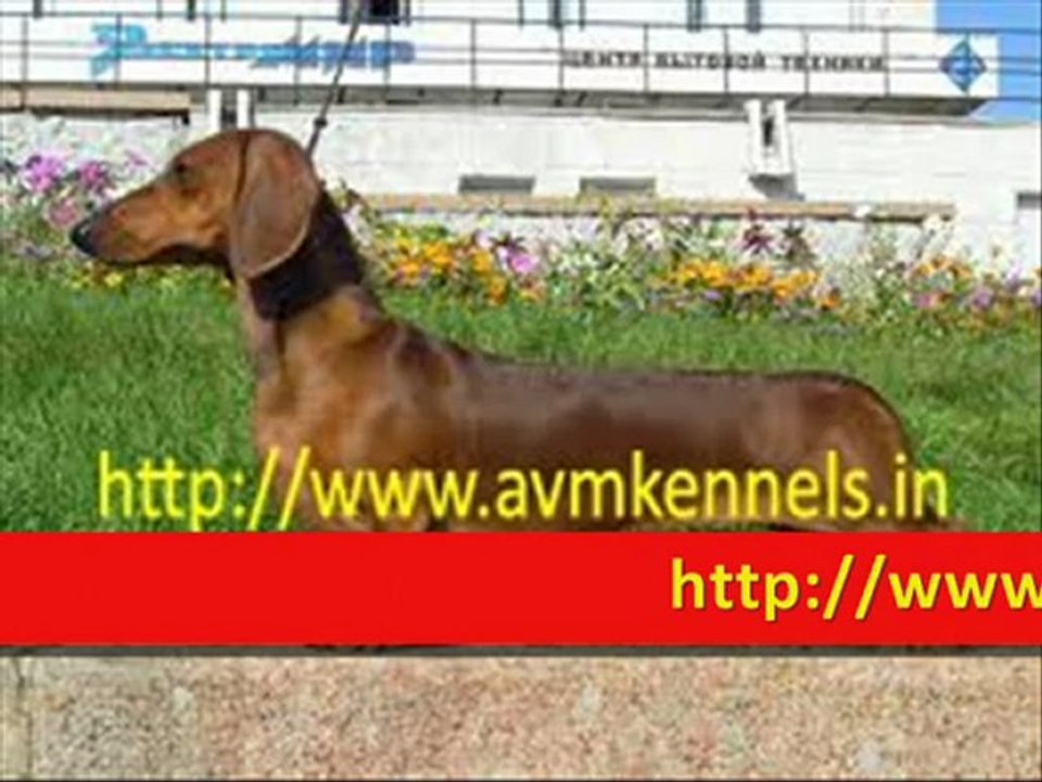 Puppies for Sale in Chennai,Pet Dogs for Sale in Porur,Chennai,Puppies for Sale in Chennai