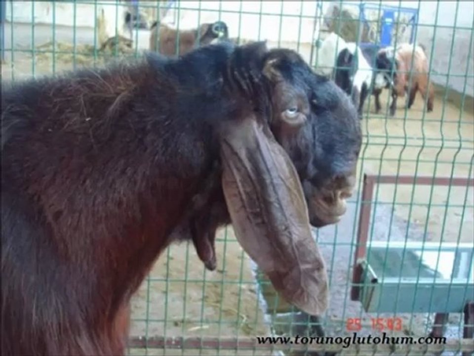 Halep kecisi satılık,satılık halep kecisi,damızlık halep kecileri